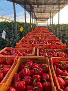 Cajas de pimientos rojos