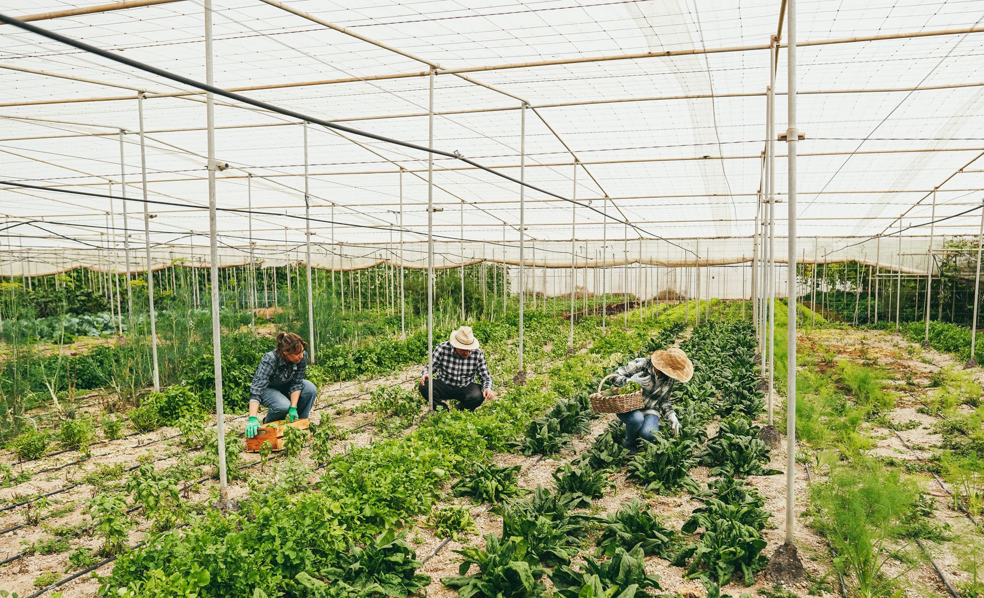 Campo o invernadero durante la plantacion de cultivos