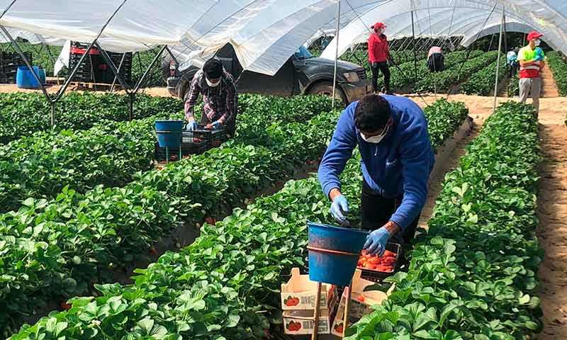 Cuadrilla de trabajadores cosechando productos agricolas
