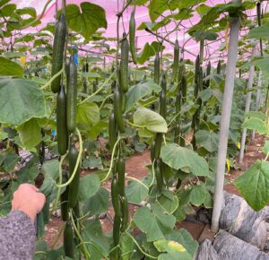 Pepinos