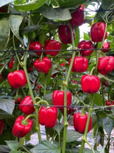 Pimientos rojos