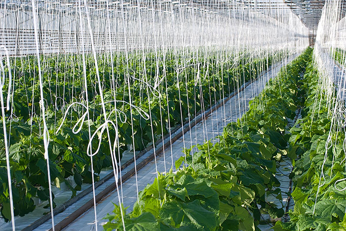 Trabajadores entutorando plantas colocando guias amarres y liado en un invernadero