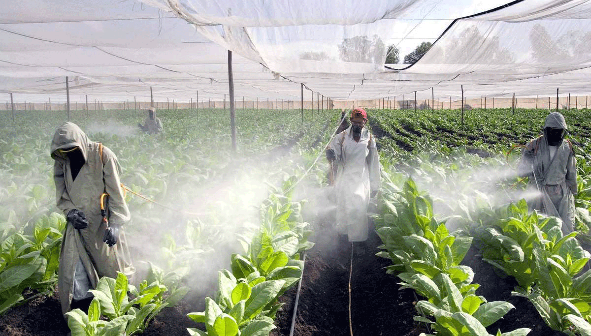 Trabajadores realizando limpiezas y amarres en un invernadero